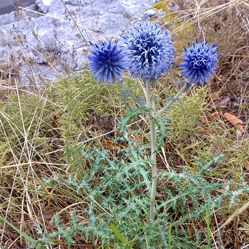 Banater Kugeldistel Blue Globe - Echinops bannaticus (Plant habit)