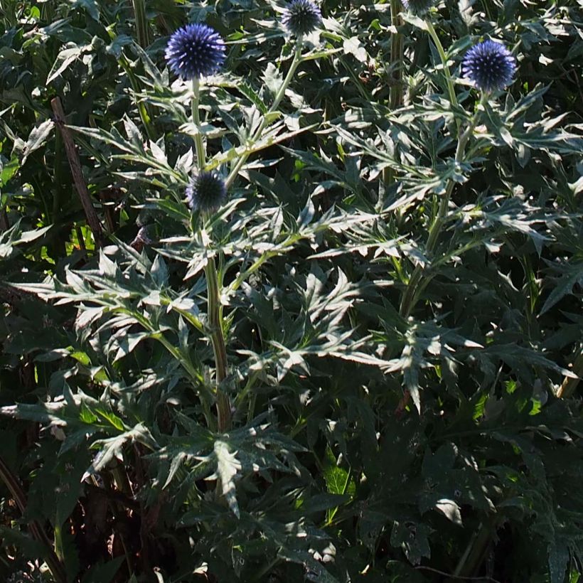 Blaue Kugeldistel Veitch’s Blue - Echinops ritro (Foliage)