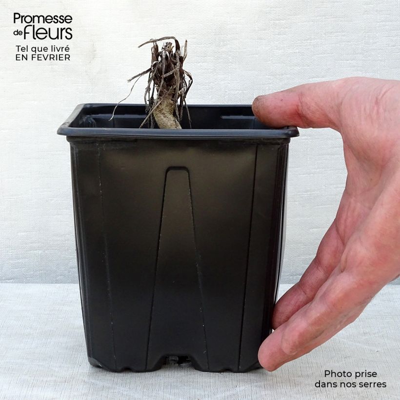 Example of Blaue Kugeldistel Veitch’s Blue - Echinops ritro Topf mit 2L/3L as you get in hiver