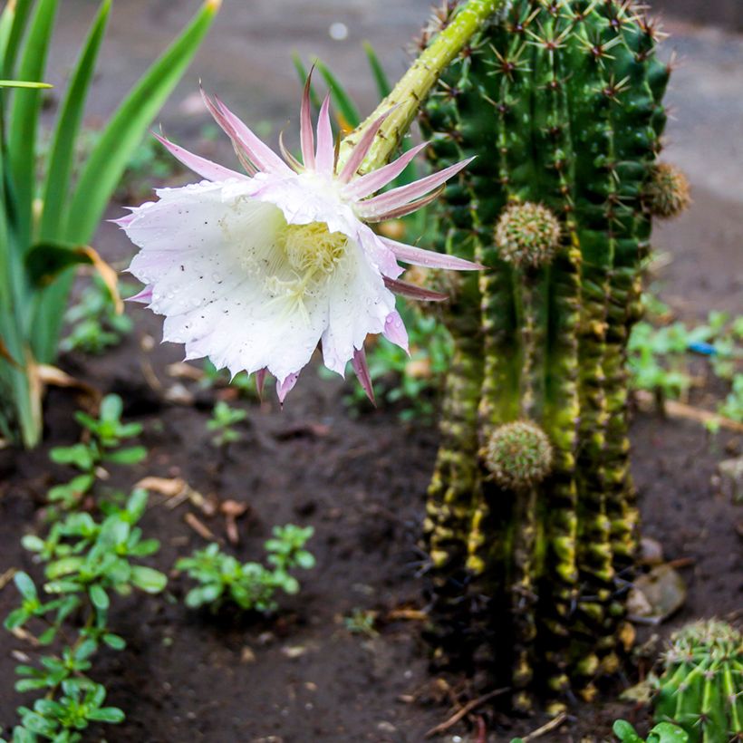 Echinopsis multiplex - Seeigelkaktus (Plant habit)