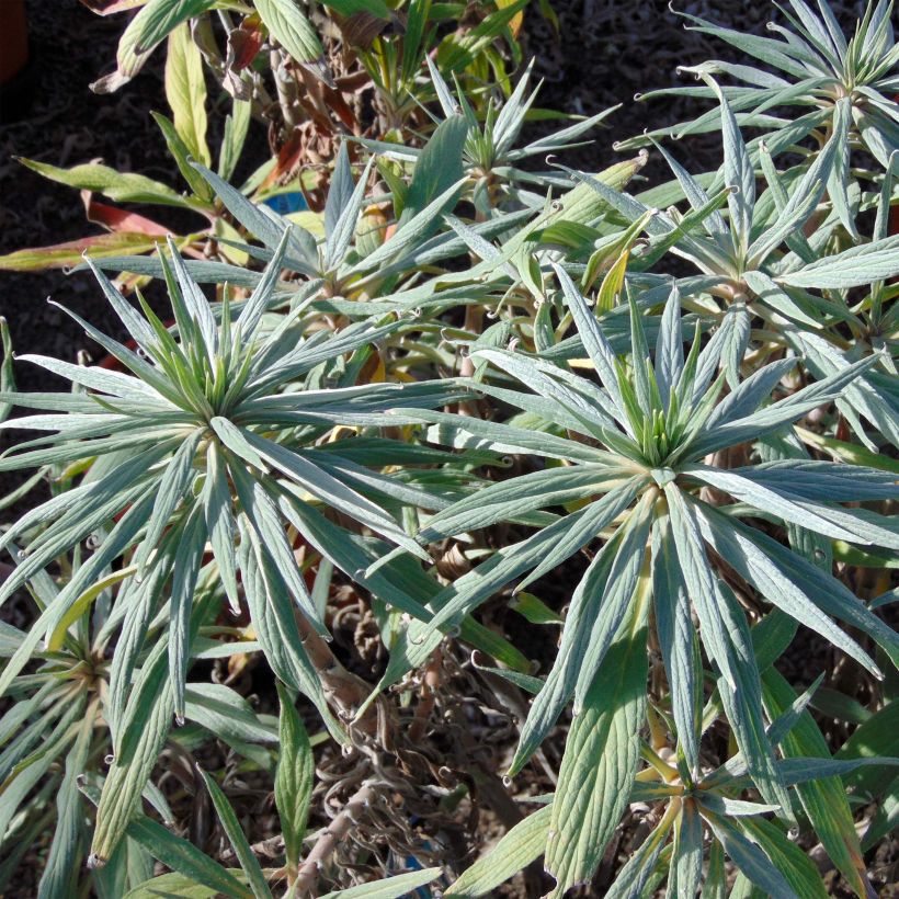 Echium candicans - Madeira-Natternkopf (Foliage)