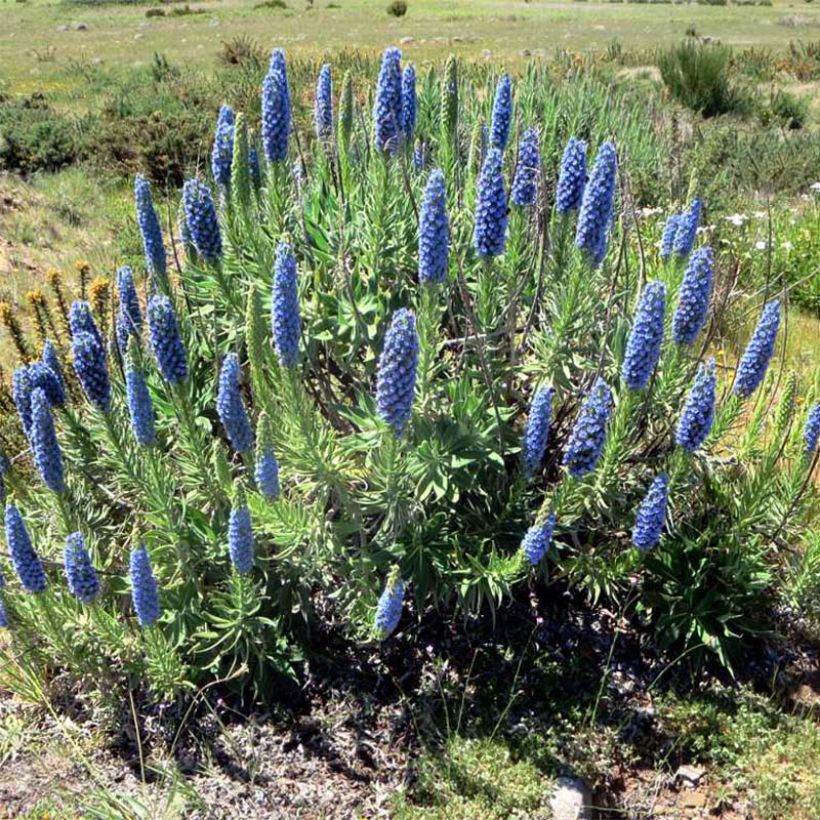 Echium candicans - Madeira-Natternkopf (Plant habit)