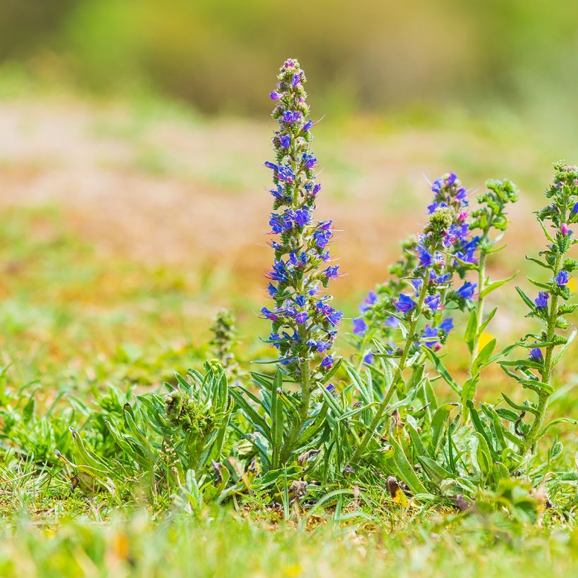 Echium vulgare - Gemeiner Natternkopf (Wuchs)