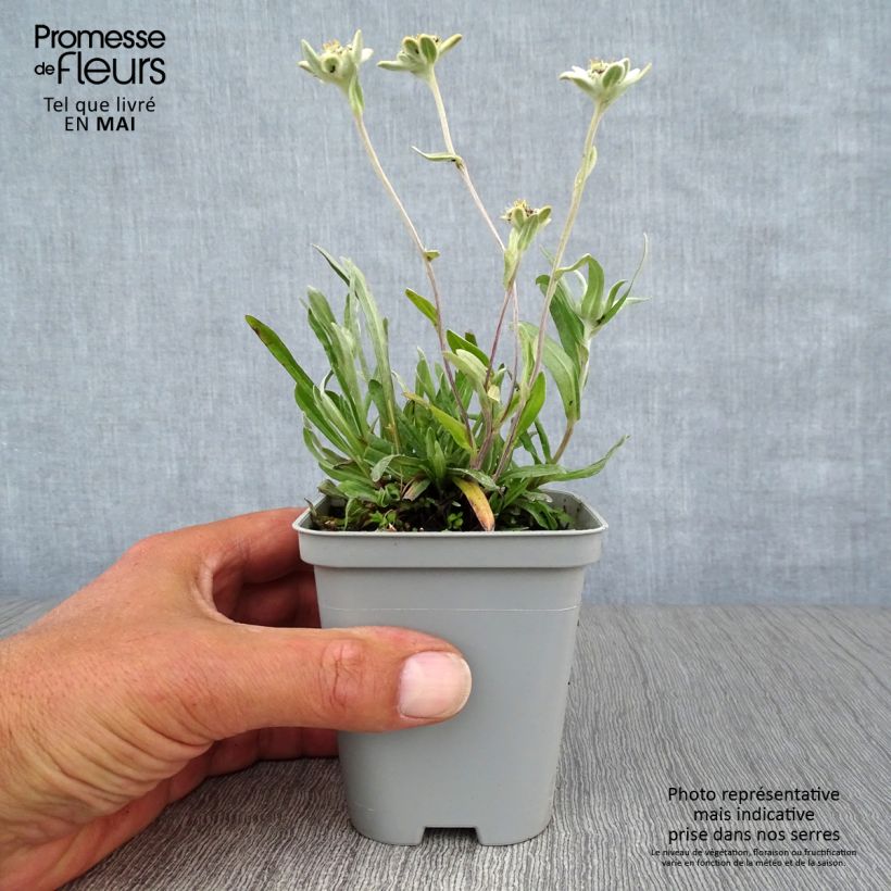 Example of Alpen-Edelweiß - Leontopodium alpinum Kleine Töpfe von 8/9 cm as you get in printemps