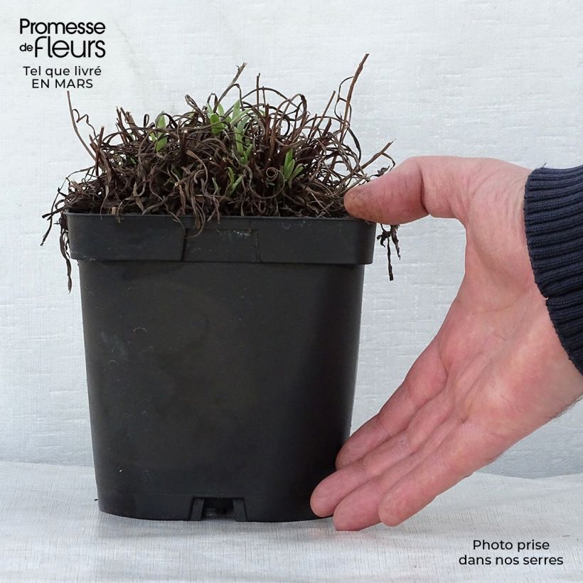 Example of Alpen-Edelweiß - Leontopodium alpinum Topf mit 2L/3L as you get in printemps