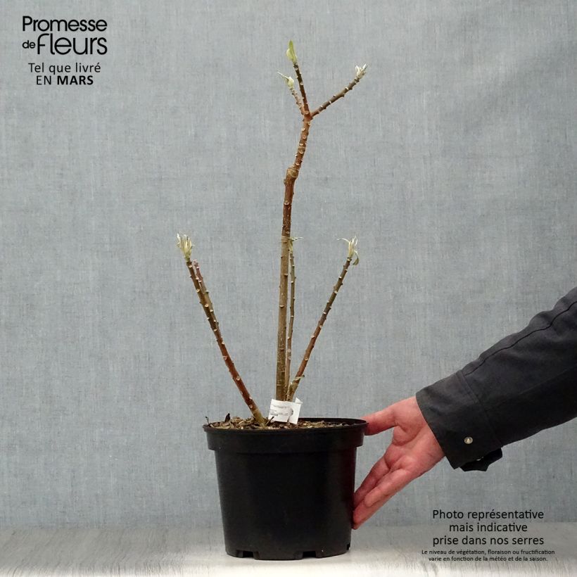 Example of Edgeworthia chrysantha - Edgeworthie Topf mit 3L/4L as you get in printemps