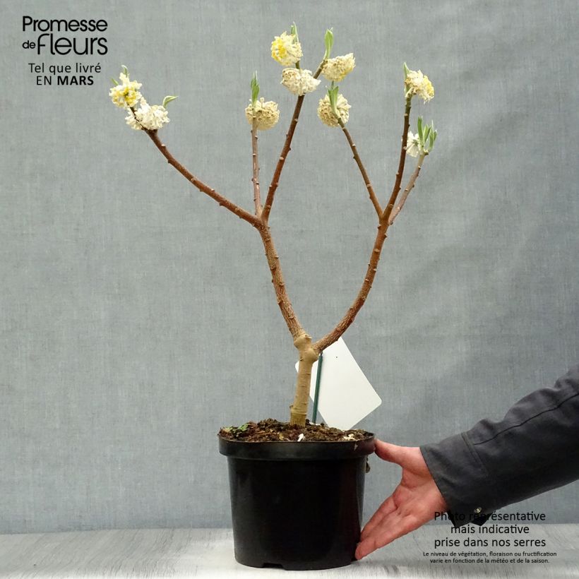 Example of Edgeworthia chrysantha Grandiflora - Edgeworthie Topf mit 4L/5L as you get in printemps