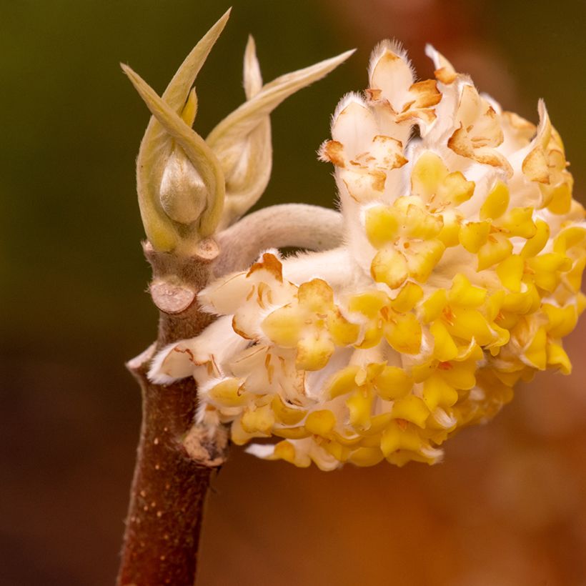 Edgeworthia chrysantha Grandiflora - Edgeworthie (Flowering)