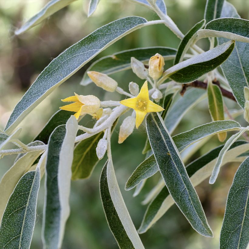 Schmalblättrige Ölweide - Elaeagnus angustifolia (Blüte)