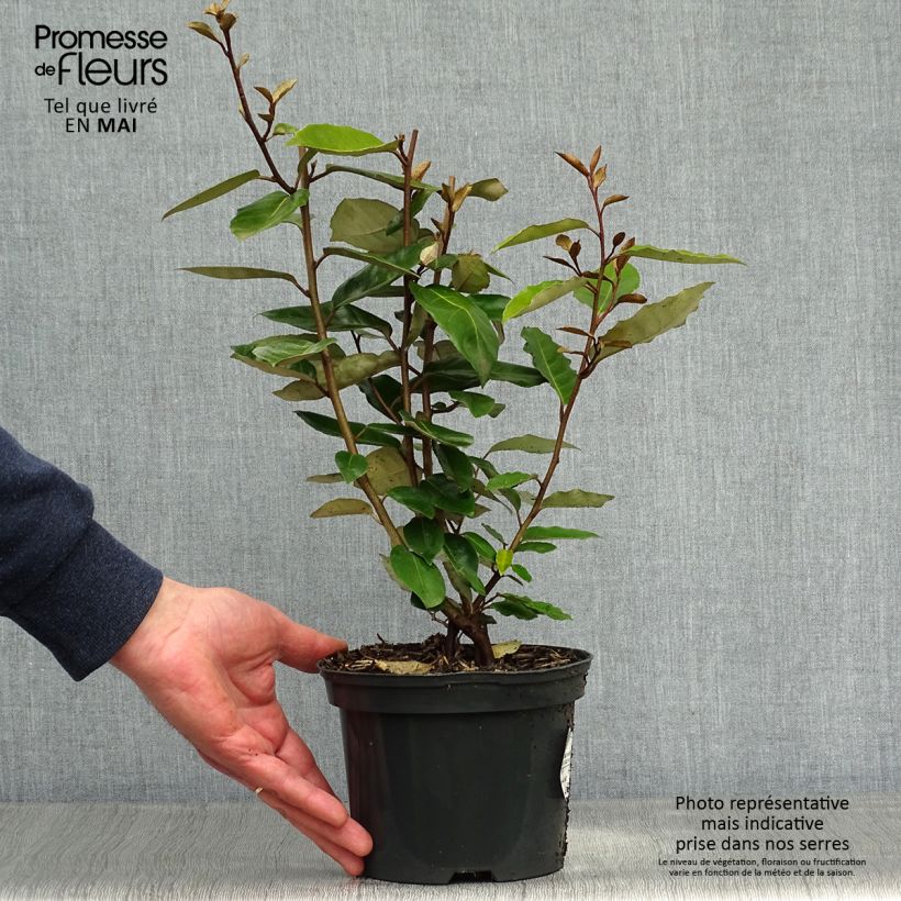 Example of Wintergrüne Ölweide - Elaeagnus ebbingei Topf mit 2L/3L as you get in printemps