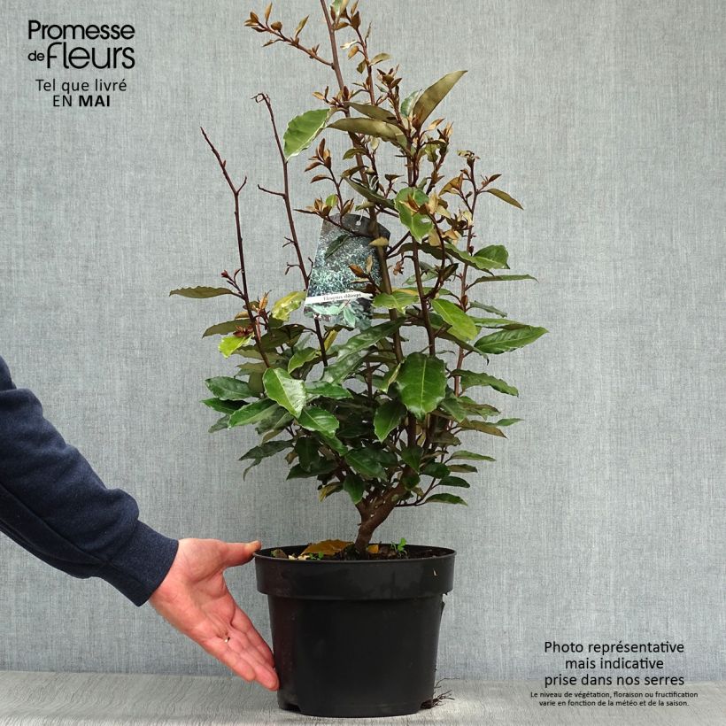 Example of Wintergrüne Ölweide - Elaeagnus ebbingei Topf mit 4L/5L as you get in printemps