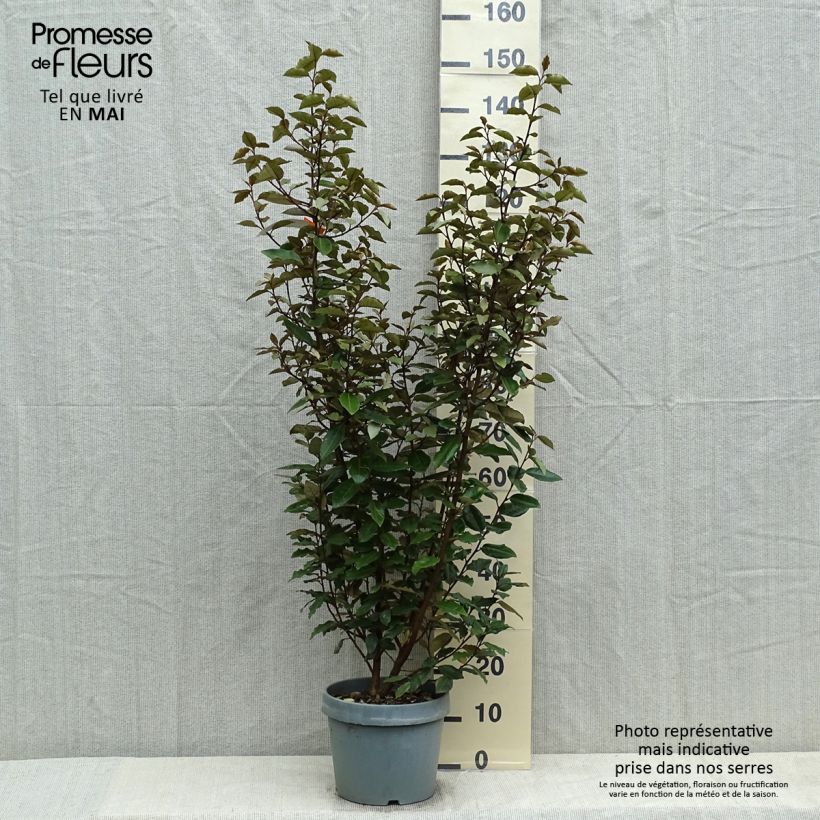 Example of Wintergrüne Ölweide - Elaeagnus ebbingei Topf mit 7,5L/10L as you get in printemps