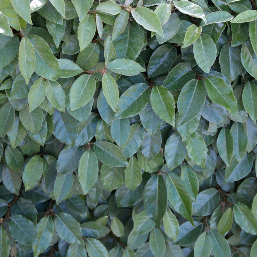 Wintergrüne Ölweide Compacta - Elaeagnus ebbingei (Foliage)