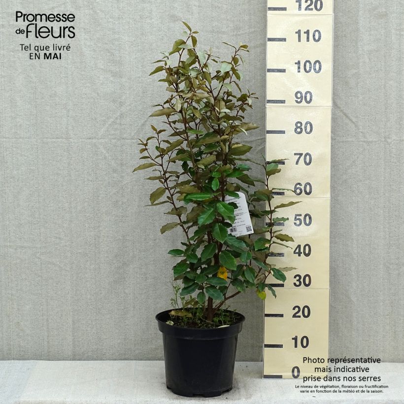 Example of Wintergrüne Ölweide Compacta - Elaeagnus ebbingei Topf mit 7,5L/10L as you get in printemps