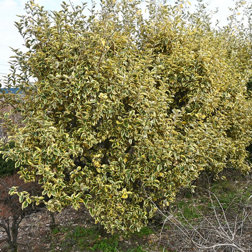 Wintergrüne Ölweide Gilt Edge - Elaeagnus ebbingei (Plant habit)