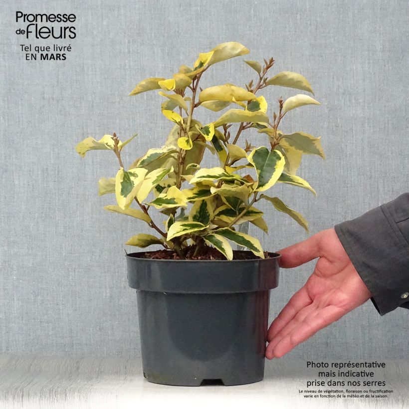 Example of Wintergrüne Ölweide Gilt Edge - Elaeagnus ebbingei Topf mit 2L/3L as you get in printemps