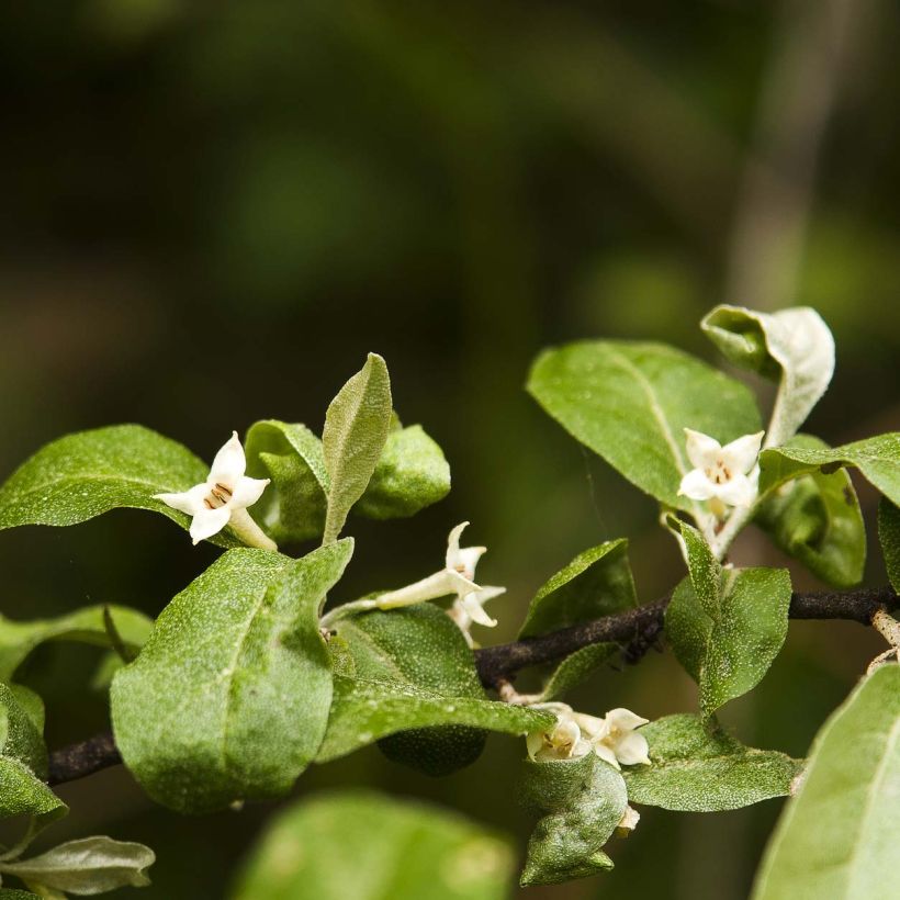 Vielblumige Ölweide - Elaeagnus multiflora (Flowering)