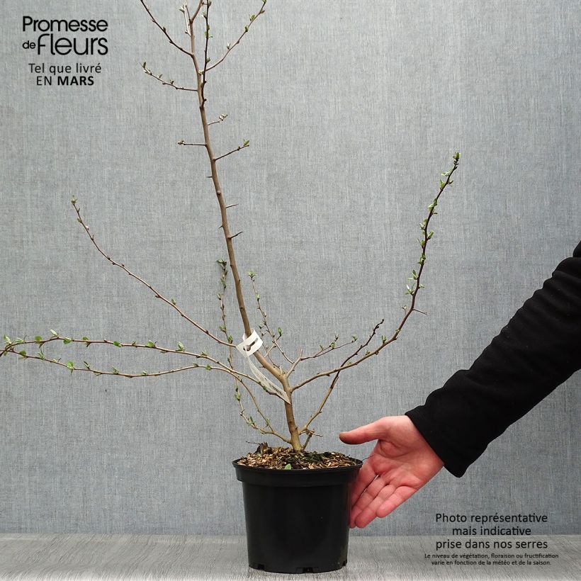 Example of Vielblumige Ölweide - Elaeagnus multiflora Topf mit 2L/3L as you get in printemps