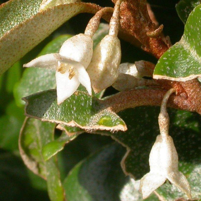 Stechende Ölweide Hosuba Fukurin - Elaeagnus pungens (Flowering)