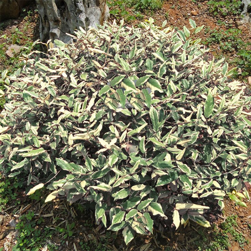 Stechende Ölweide Hosuba Fukurin - Elaeagnus pungens (Plant habit)