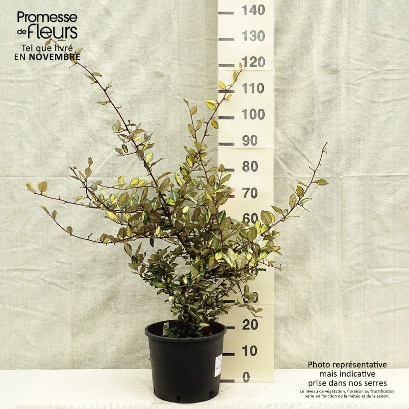 Exemplar von Stechende Ölweide Maculata - Elaeagnus pungens Topf mit 7,5L/10L wie im Herbst geliefert