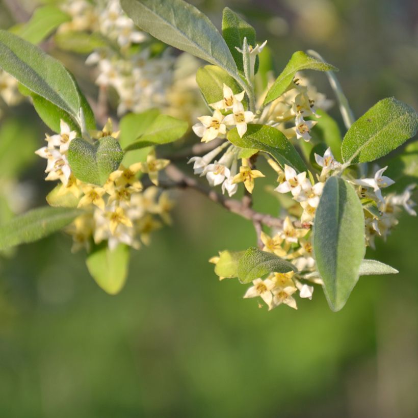 Korallen-Ölweide Pointilla Amoroso - Elaeagnus umbellata (Flowering)