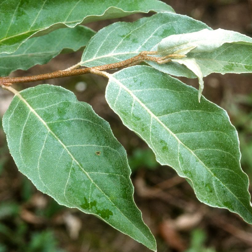 Korallen-Ölweide - Elaeagnus umbellata (Foliage)