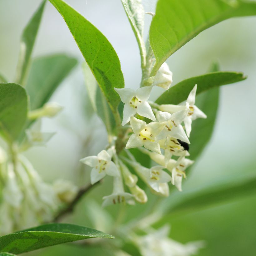 Korallen-Ölweide - Elaeagnus umbellata (Flowering)