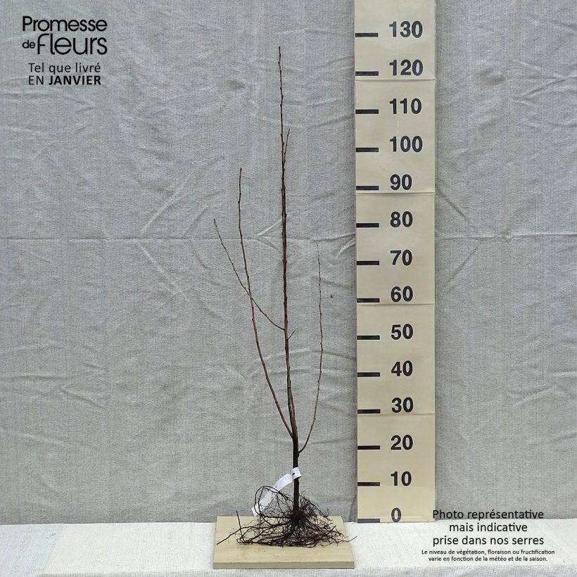 Example of Korallen-Ölweide - Elaeagnus umbellata Wurzelnackt as you get in hiver