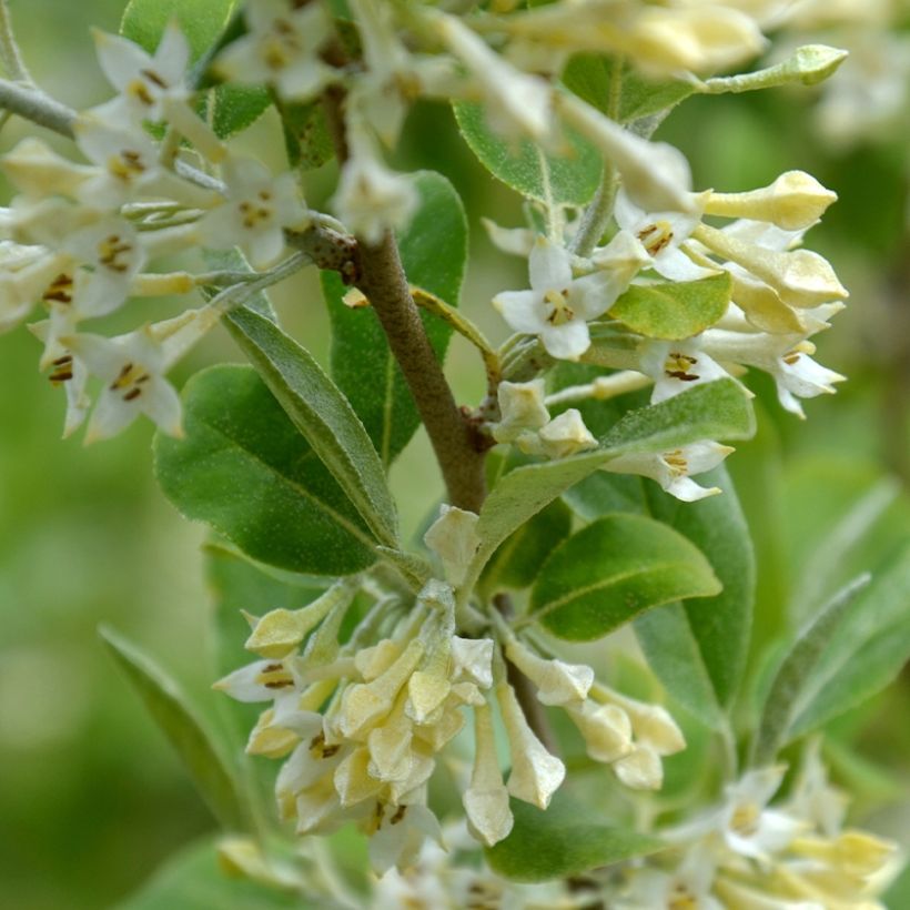Korallen-Ölweide Fortunella - Elaeagnus umbellata (Flowering)