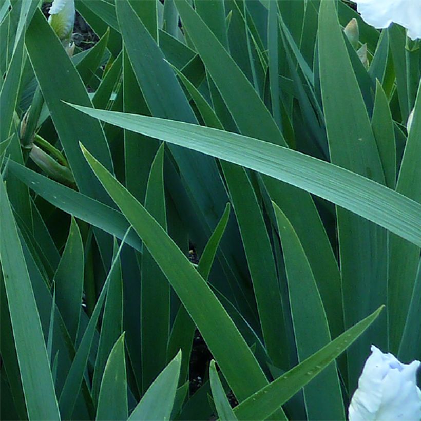 Iris Immortality - Schwertlilie (Foliage)