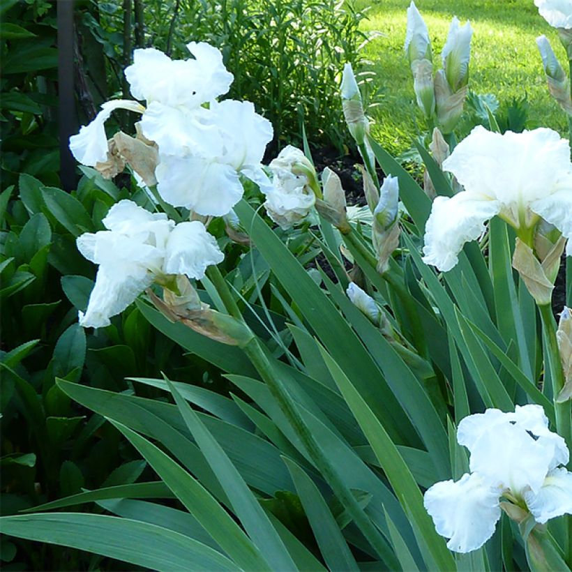 Iris Immortality - Schwertlilie (Flowering)