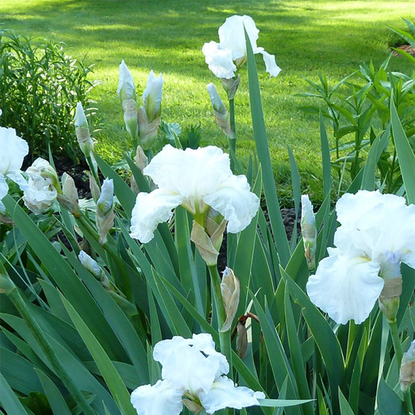 Iris Immortality - Schwertlilie (Plant habit)