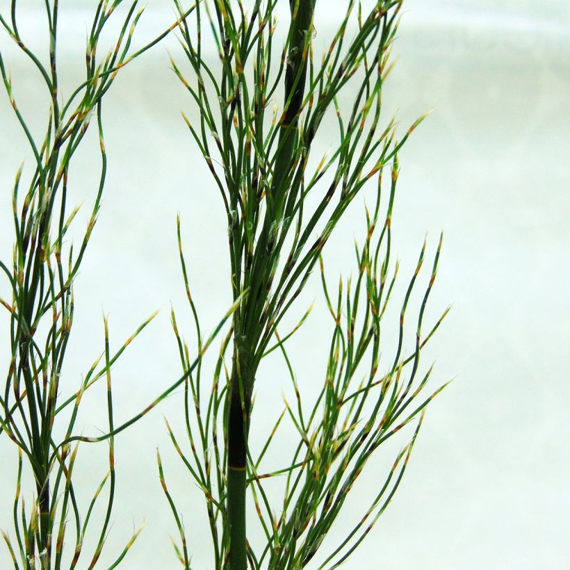 Elegia capensis - Fontänen-Binse (Laub)