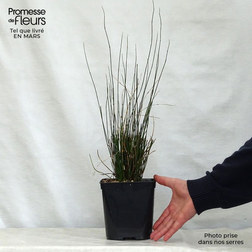 Example of Elegia tectorum Fish Hoek Topf mit 1L/1,5L as you get in printemps