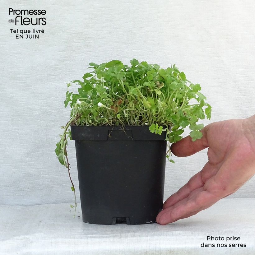 Exemplar von Ellisiophyllum pinnatum - Taiwanesische Schattenblume Kleine Töpfe von 8/9 cm wie im Sommer geliefert