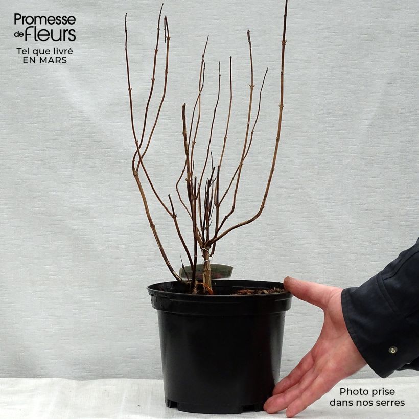 Example of Elsholtzia stauntonii - Chinesischer Gewürzstrauch Topf mit 2L/3L as you get in printemps