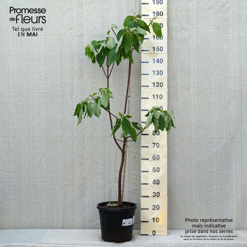 Example of Emmenopterys henryi Topf mit 12L/15L as you get in printemps