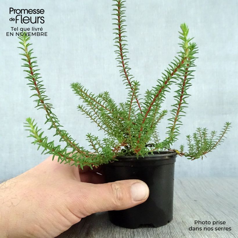 Exemplar von Empetrum nigrum - Schwarze Krähenbeere Topf 10 cm/11cm wie im Herbst geliefert