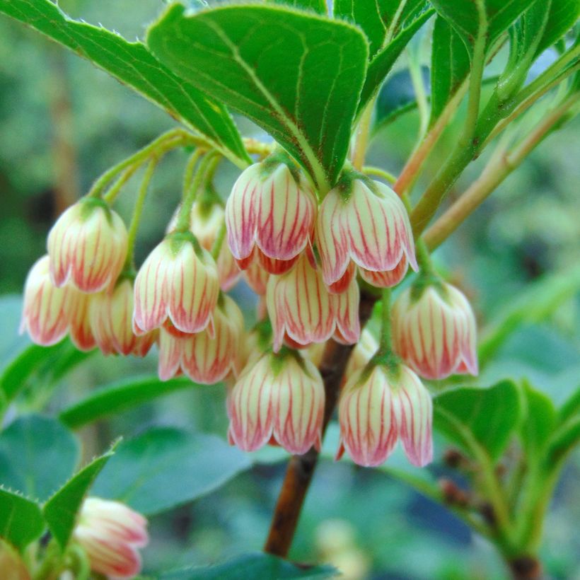 Enkianthus campanulatus - Prachtglocke (Flowering)