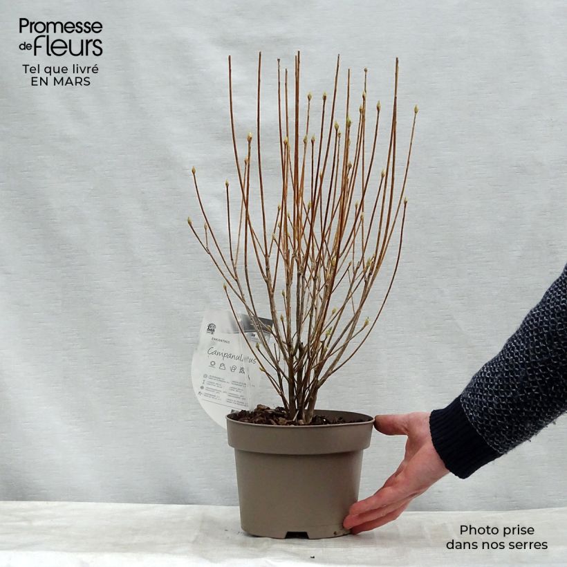 Example of Enkianthus campanulatus - Prachtglocke Topf mit 2L/3L as you get in printemps