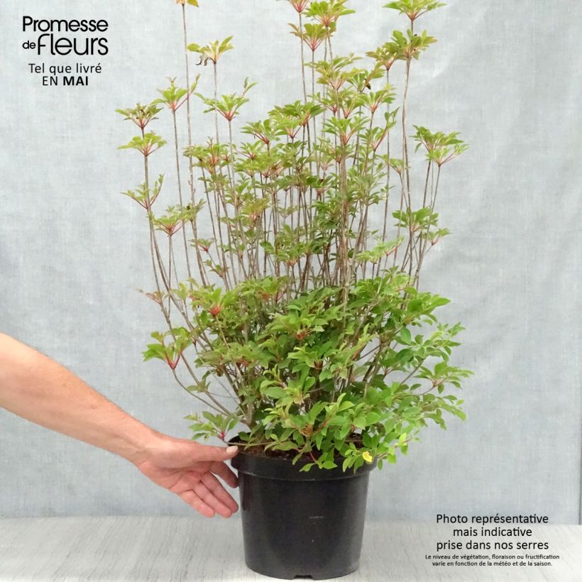 Example of Enkianthus campanulatus - Prachtglocke Topf mit 7,5L/10L as you get in printemps