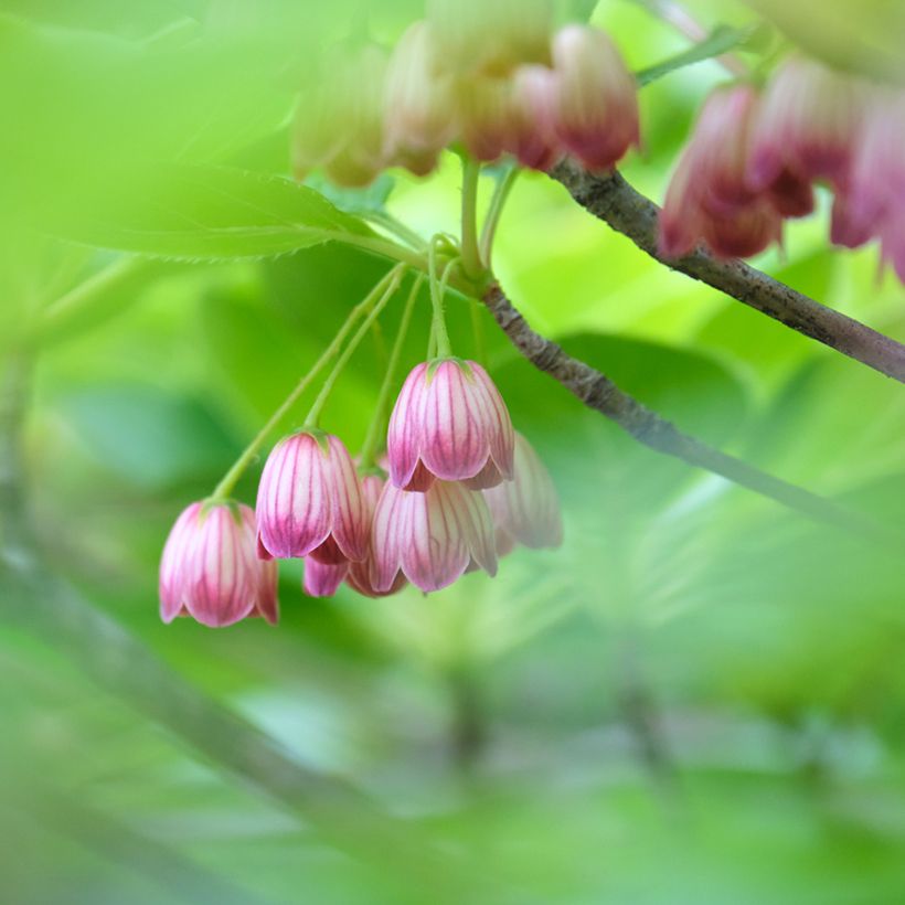 Enkianthus campanulatus Red Bells - Prachtglocke (Blüte)