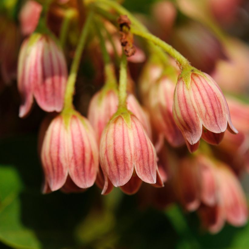 Enkianthus campanulatus var. palibinii - Prachtglocke (Blüte)