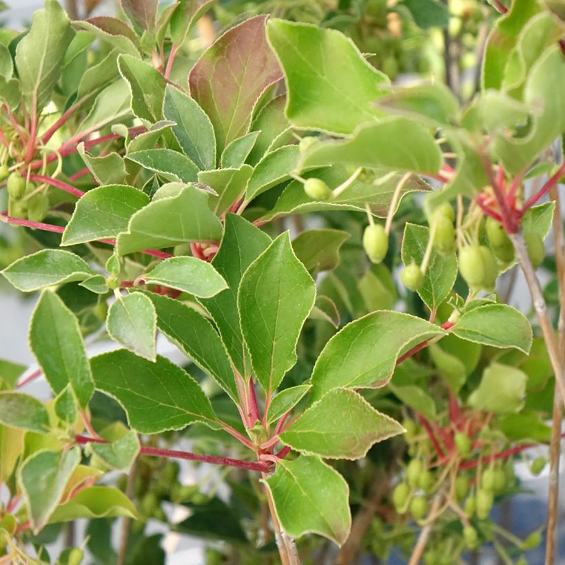 Enkianthus campanulatus Prettycoat - Prachtglocke (Laub)