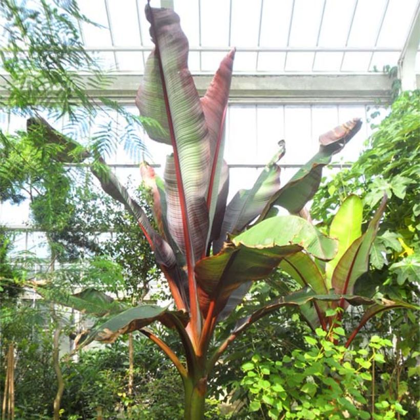 Ensete ventricosum Maurelii - Abessinische Banane (Plant habit)