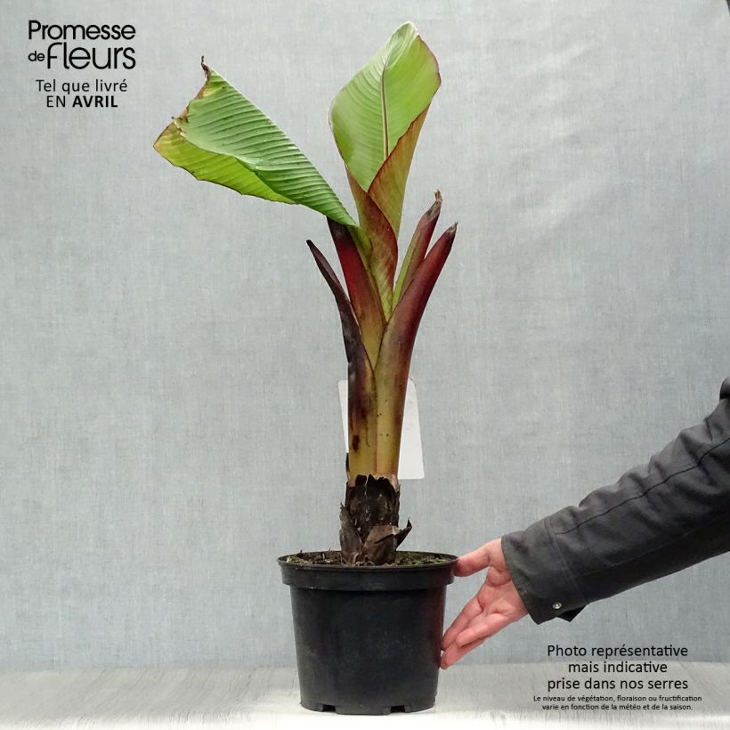 Example of Ensete ventricosum Maurelii - Abessinische Banane Topf mit 4L/5L as you get in printemps