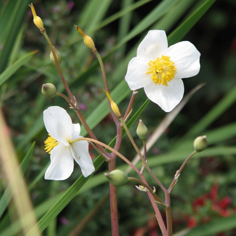 Eomecon chionantha - Eomecon (Blüte)