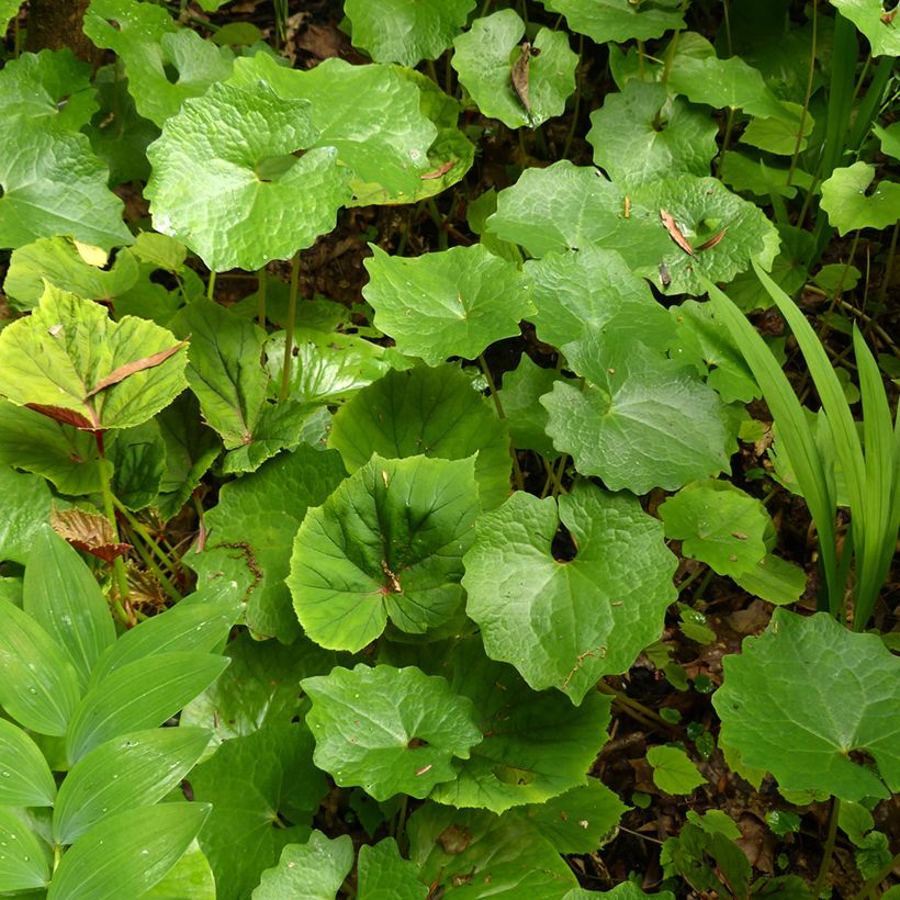 Eomecon chionantha - Eomecon (Laub)