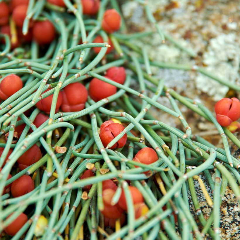 Ephedra minima - Meerträubel (Laub)